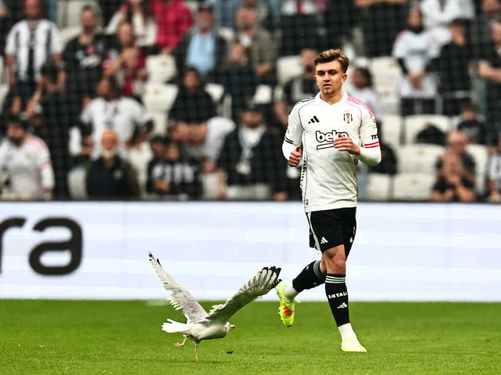 Beşiktaş, Rıdvan Yılmaz, martı