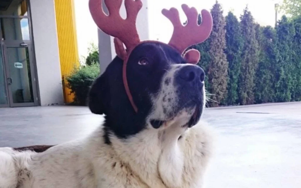 Ankara’da Matmazel’in ölümüyle ilgili soruşturma başlatıldı