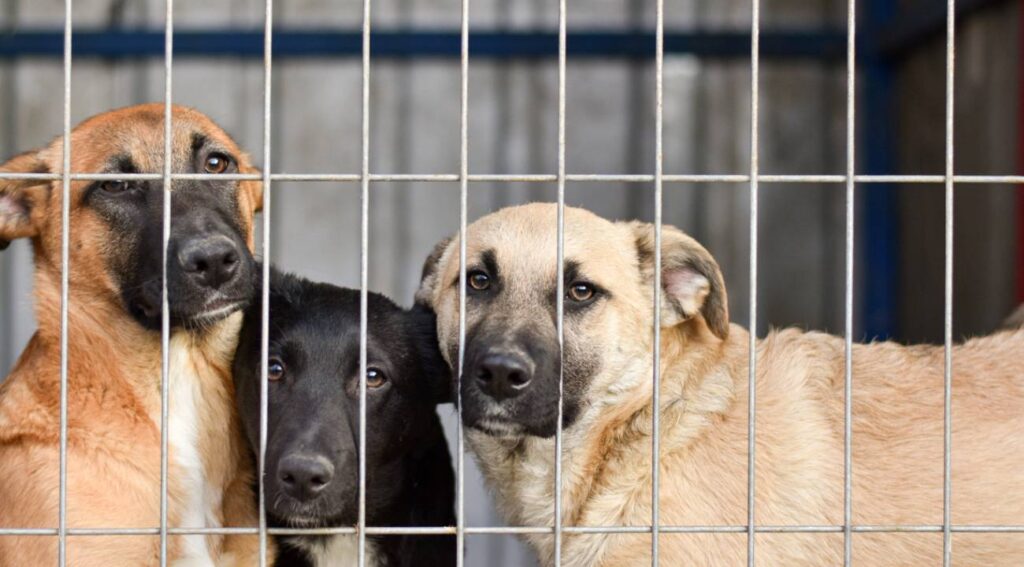 Urfa Valisi bütün sokak hayvanlarını toplattı: ‘Hedefe ulaşıldı’ dedi